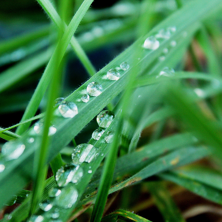 cỏ, màu xanh lá cây, giọt nước mưa, nhỏ giọt, đóng, Thiên nhiên, Meadow