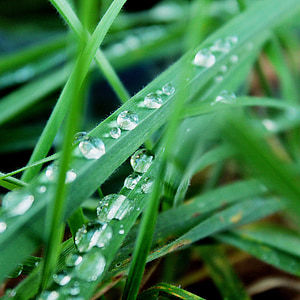 grass, green, raindrop, drip, close, nature, meadow