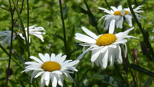 daisies, white, flowers, flower, summer, spring, plant