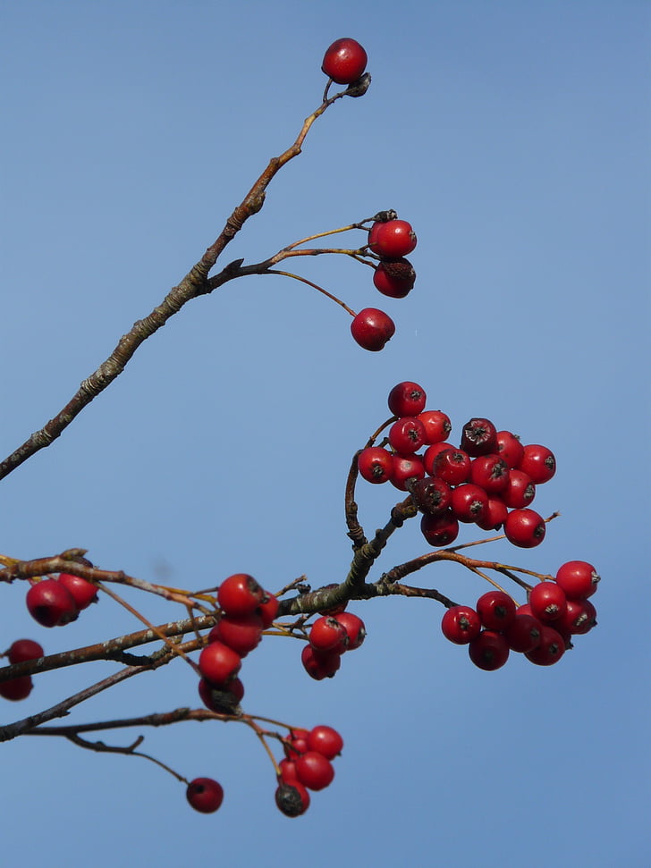 berries, fruits, red, tree, berry red, real whitebeam, sorbus aria