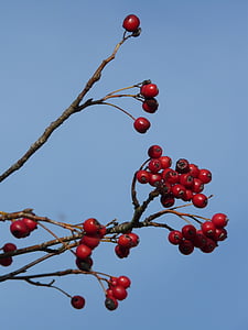 bayas, frutas, rojo, árbol, rojo de la baya, Serbal de real, Sorbus aria