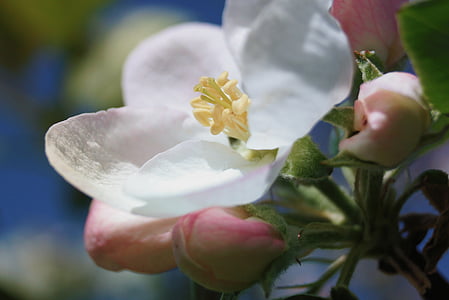Apple blossom, Jarní květina, strom, Příroda, jabloň, květ, Bloom