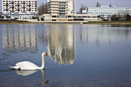 swan, lake, city, pond, reflection, urban
