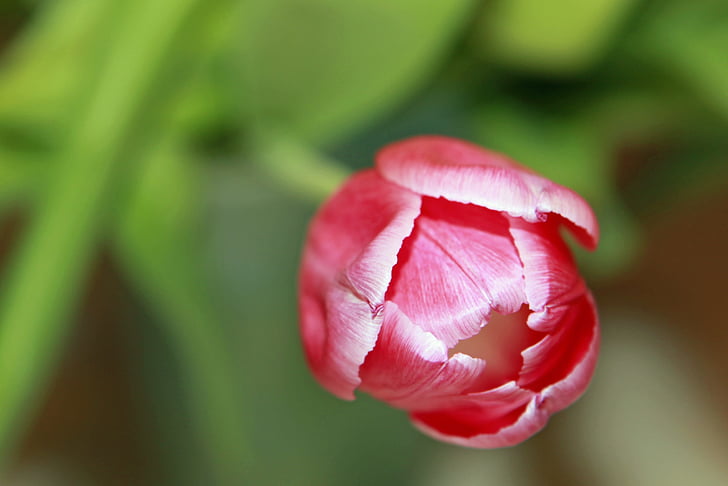 tulip, red, spring, close-up, food and drink, freshness, focus on foreground