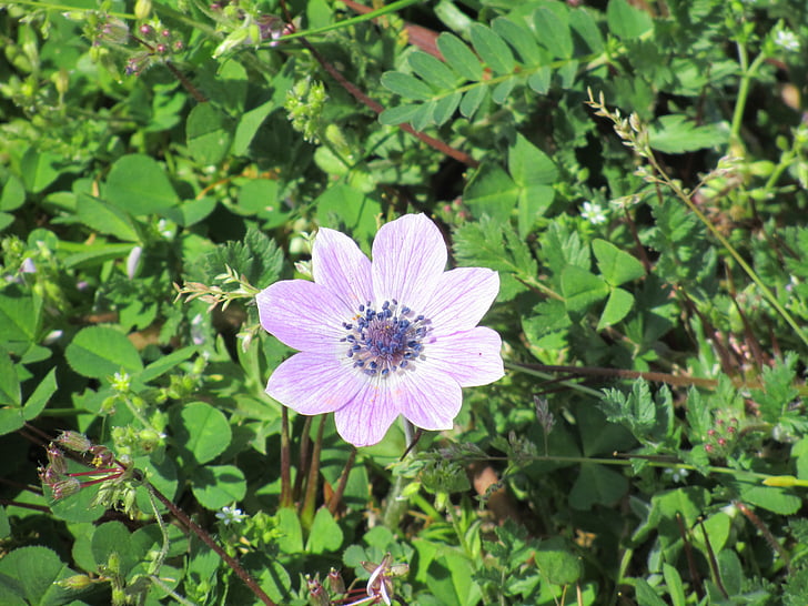 flower, nature, plant, spring