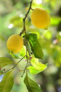 lemon, vitamins, citrus fruits, fruits, fruit, nature, branch