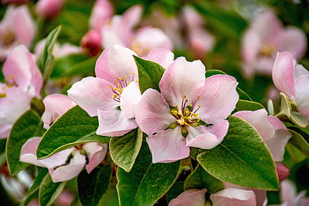 ดอกควินซ์, ดอกไม้, ธรรมชาติ, ดอกไม้ฤดูใบไม้ผลิ, ดอกไม้สีชมพู, ใบ, ความงามในธรรมชาติ
