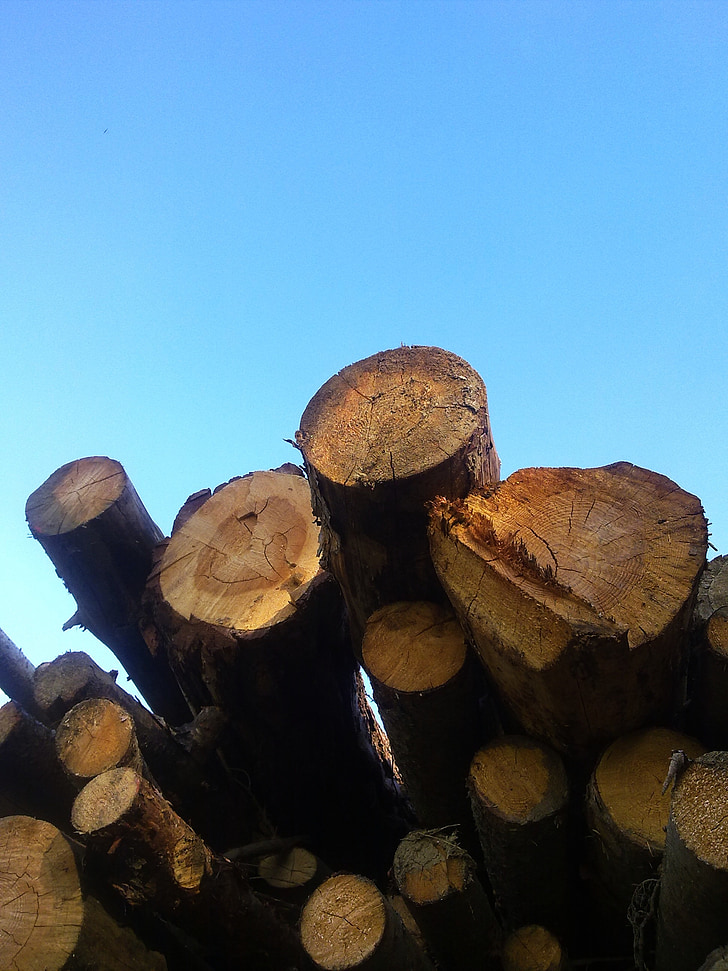 træ, holzstapel, brænde, voksende bestand, ligesom, Log, opbevaring