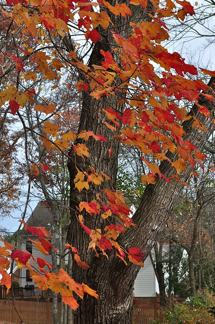 jesen, jesen, boje jeseni, Javor, narančasta, lišće, šarene