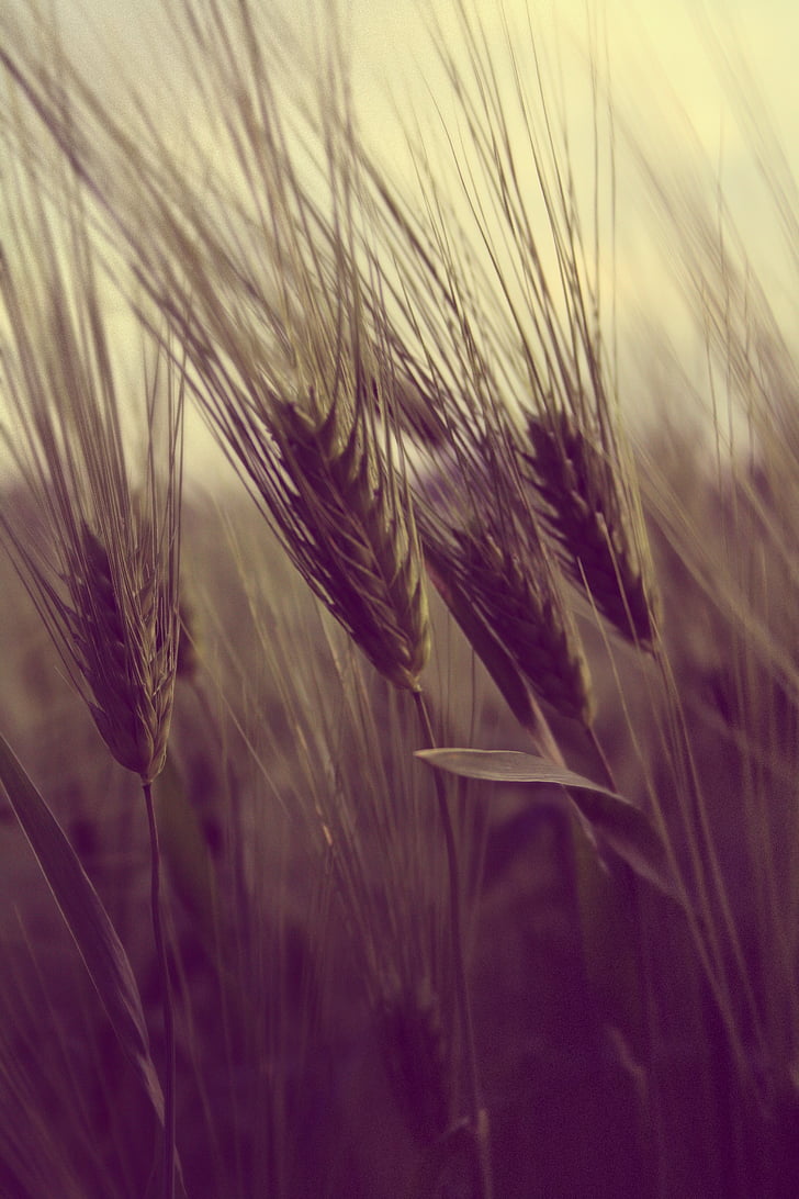 pole, poľnohospodárstvo, pšenica, ryža, plodiny, poklony, obilných rastlín