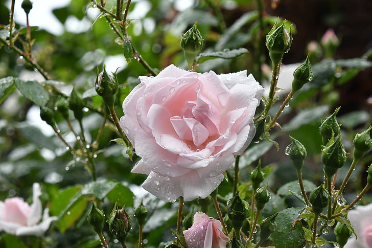 Троянда, дощ Токіо рожевий