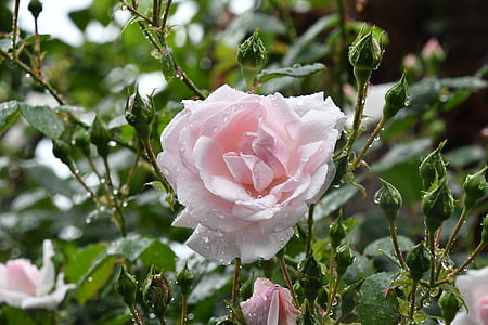 růže, déšť Tokio růžová