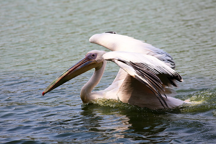 Pelikan kupanje u jezeru, ptica, div, riba-eater, letak, velikih izljeva, prirodno stanište