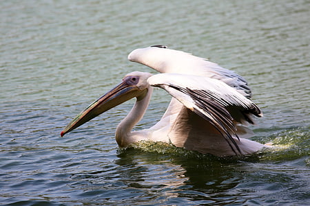pelikanas, maudytis ežere, paukštis, milžinas, rijikas žuvis, skrajutė, didelis snapas, natūralių buveinių