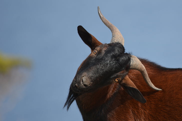 kecske, Bock, vadon élő, Spanyolország, Escorca, mosolygós arc, állat