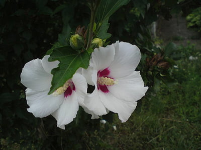 λευκό, λουλούδι, φύση, λευκό λουλούδι, λουλούδια, μακροεντολή, χλωρίδα