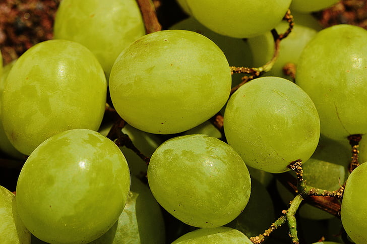 vynuogės, vaisių, valgomosios vynuogės, prinokusios vynuogės, žalia, žaliosios vynuogės, Gamta