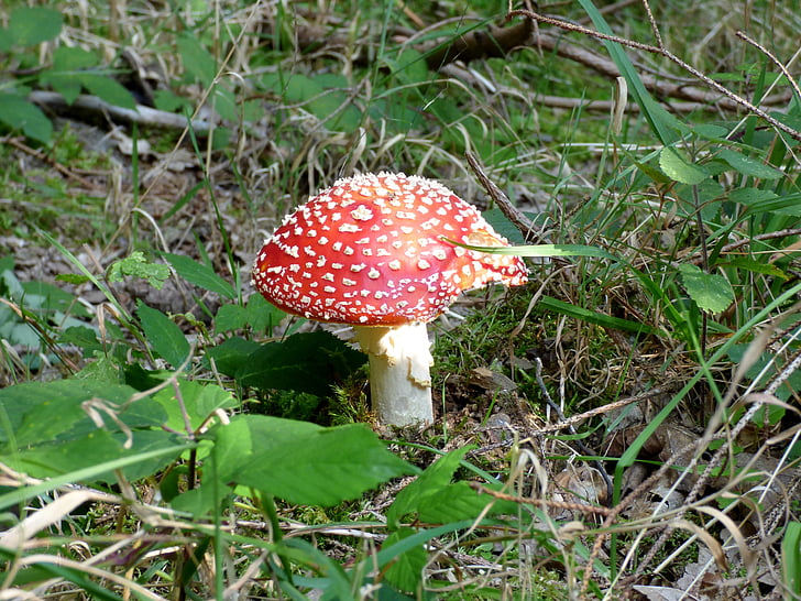 cogumelo, vermelho com pontos brancos, Outono