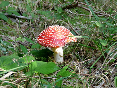 cogumelo, vermelho com pontos brancos, Outono