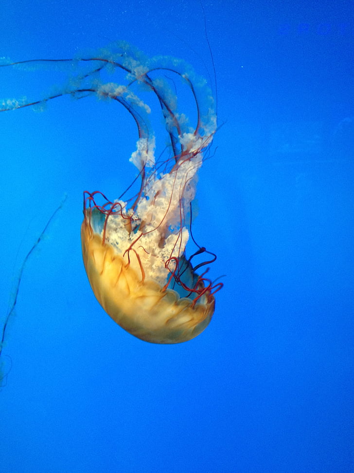 Meduza, priroda, oceana, more, Sealife, plivati, pod vodom