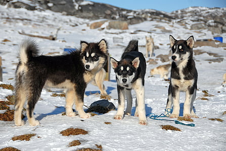 Grenlandija, Grenlandijos šuo, šunys, sniego, žiemą, gyvūnų, temperat ūros