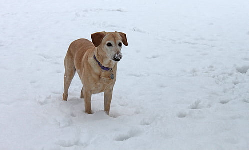 perro, mascota, nieve, perro perdiguero de oro, Labrador, híbrido, rescate