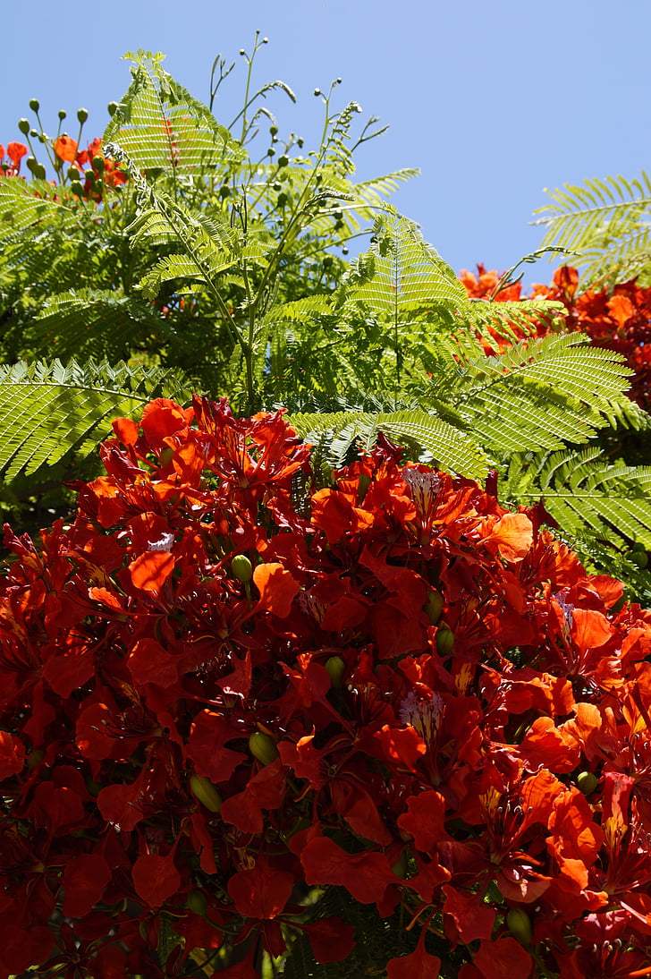 extravagant, delonix regia, vermell, flors, tròpics, brillant, l'estiu