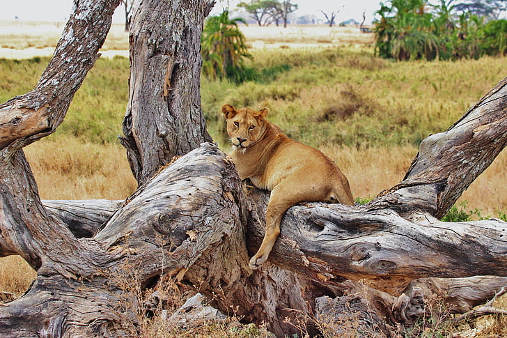 løve, Tanzania, Safari, Serengeti, Afrika, dyr, kvinne