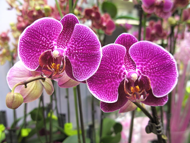 orchidey, fialová, kvet, kvet, kvet, farebné, krásny