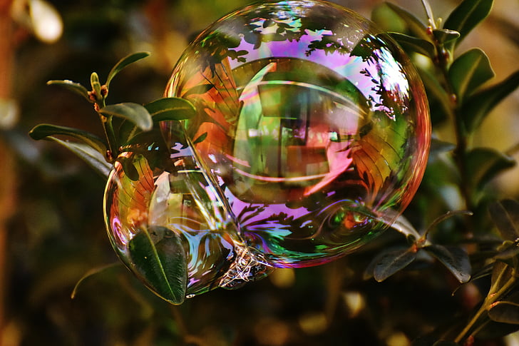 ziepju burbulis, krāsains, buxbaum, Buxus, bumbas, ziepjainajā ūdenī, padarīt ziepju burbuļi