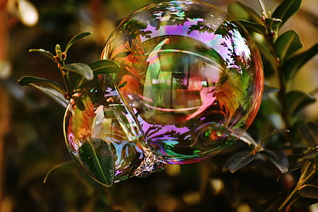zeepbel, kleurrijke, Buxbaum, Buxus, ballen, sopje, zeepbellen maken