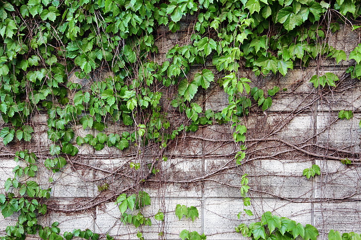 벽, 자연, 포도 나무, 잎, 식물, 아이비, 담