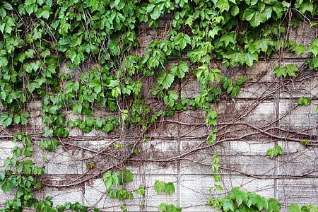 Wand, Natur, Rebe, die Blätter, Pflanzen, Efeu, Damme