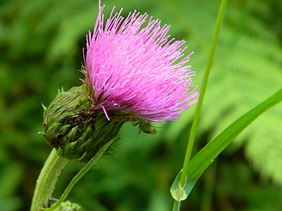 flower, thistle, green, meadow, nature, plant, summer