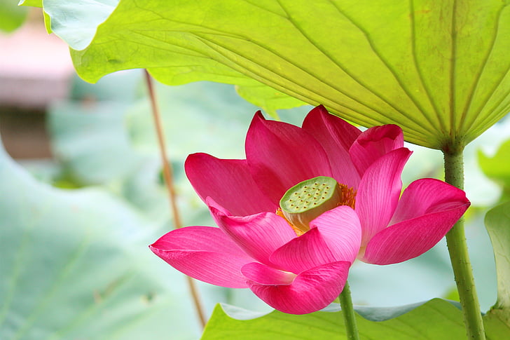 Lotus, βροχή, hongluosi, λουλούδι, φύση, φύλλο, φρεσκάδα