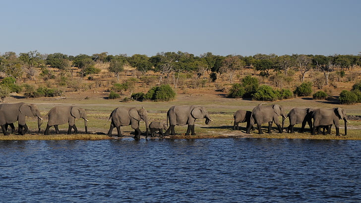 slon, Afrika, rieka, Botswana, Chobe, stádo slonov, zvieratá v divočine