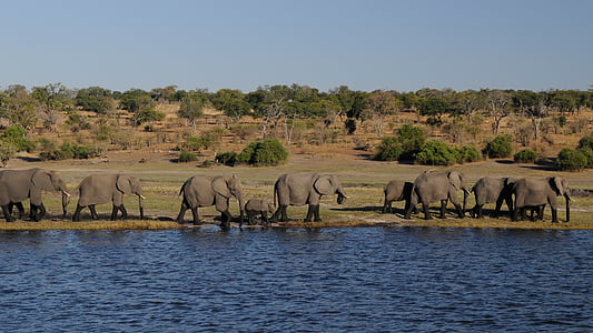 zilonis, Āfrika, upes, Botsvāna, Chobe, ganāmpulka ziloņi, savvaļas dzīvniekiem