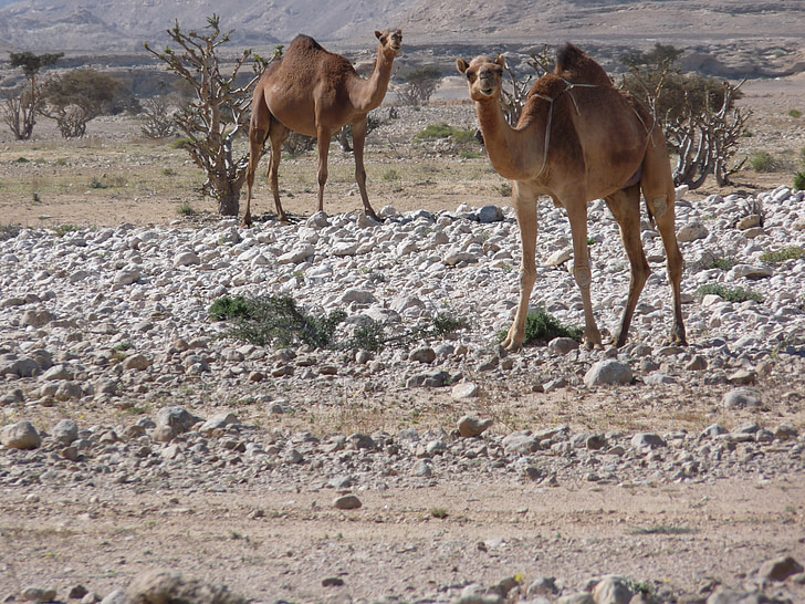 camelo, deserto, Wadi, camelos, natureza, rocha, paisagem