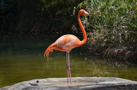 flamingo, water, water bird, pink