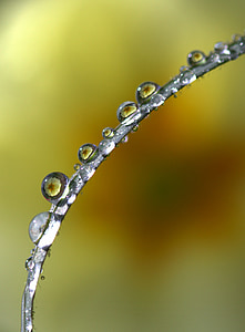 grass, drops, yellow, reflection, macro, rain, plant