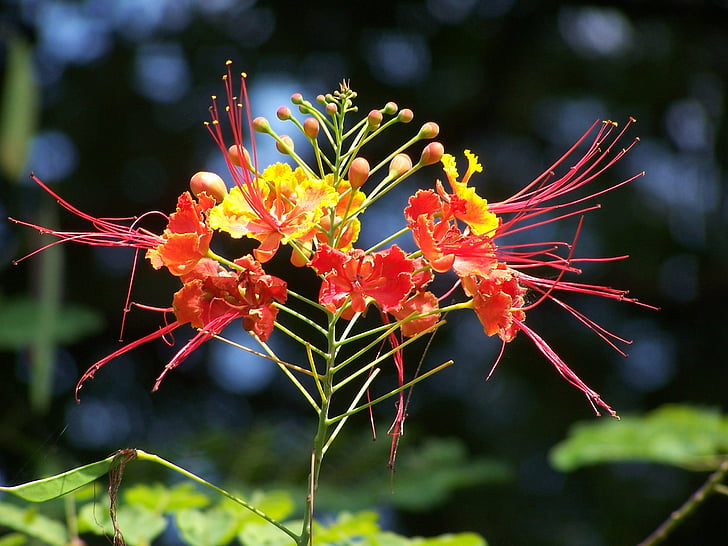 bangladeshi, krishnachura, fleur, plante, Blossom, Royal poinciana, flamboyant