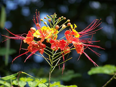 Bangladesh, krishnachura, flor, planta, flor, Royal poinciana, o Flamboyant