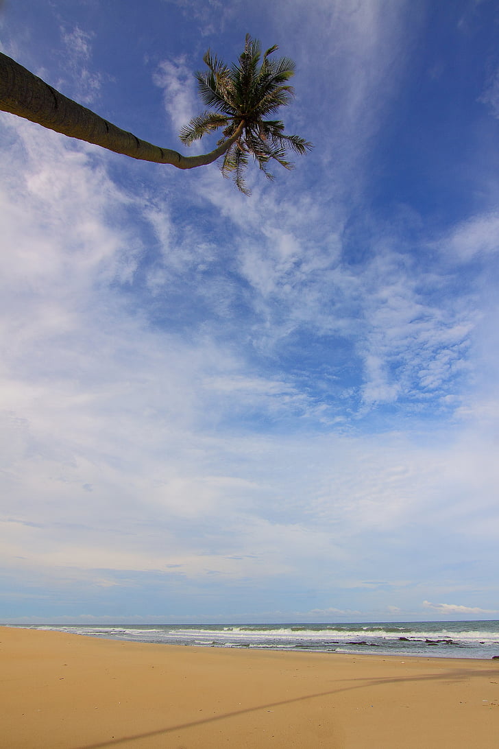 плаж, облаците, кокосово дърво, дневна светлина, остров, пейзаж, природата
