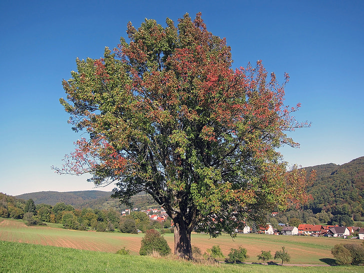 Nemčija, krajine, jeseni, padec, gore, gozd, dreves