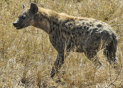 hyena, walking, savannah, serengeti, mammal, spotted, wildlife