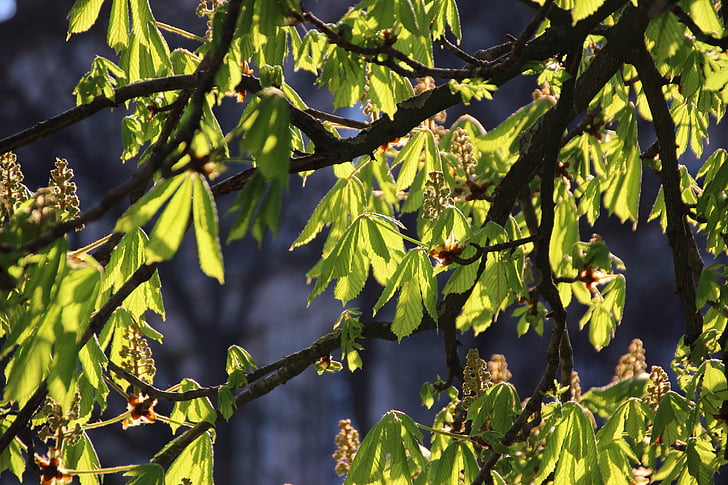 chestnut, tree, light, leaves, flowers, sunshine, back light