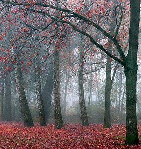 霧, フォレスト, 自然, 木, 風景