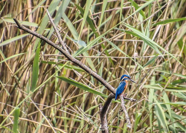 Kingfisher, lintu, Puhdista, River, Luonto, sulka, sininen höyhenet