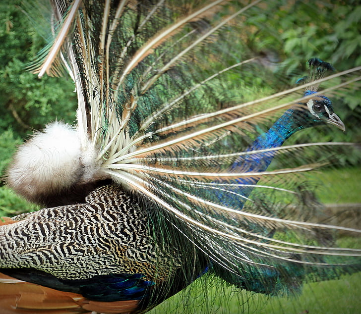 Peacock, eläinten, lintu, sulka, Vanity, värikkäiden, Luonto