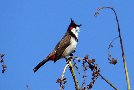 röd-morrhår bulbyl, fågel, Pycnonotus jocosus, bulbyl, senre bulbyl, Dharwad, Indien